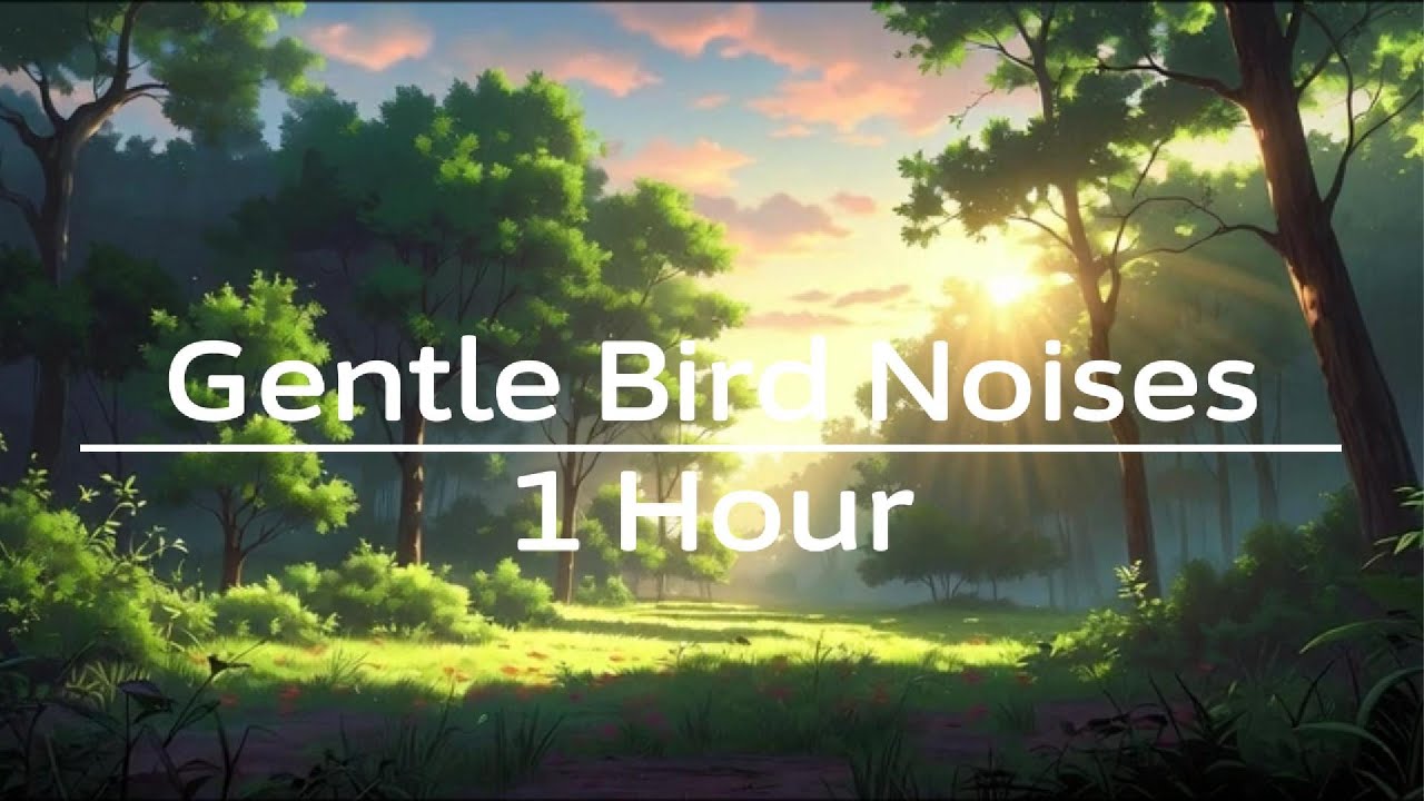 Sunrise Forest Awakening: Gentle Bird Noises and Soothing Light for Peaceful Mornings | 1 Hour