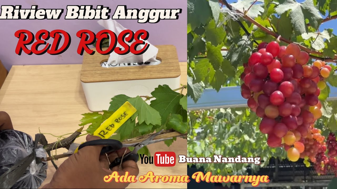 Anggur Red Rose