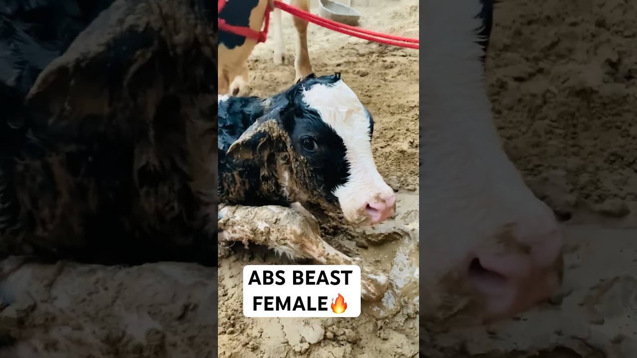 ABS beast newborn female calf #cow #dairy #breeding