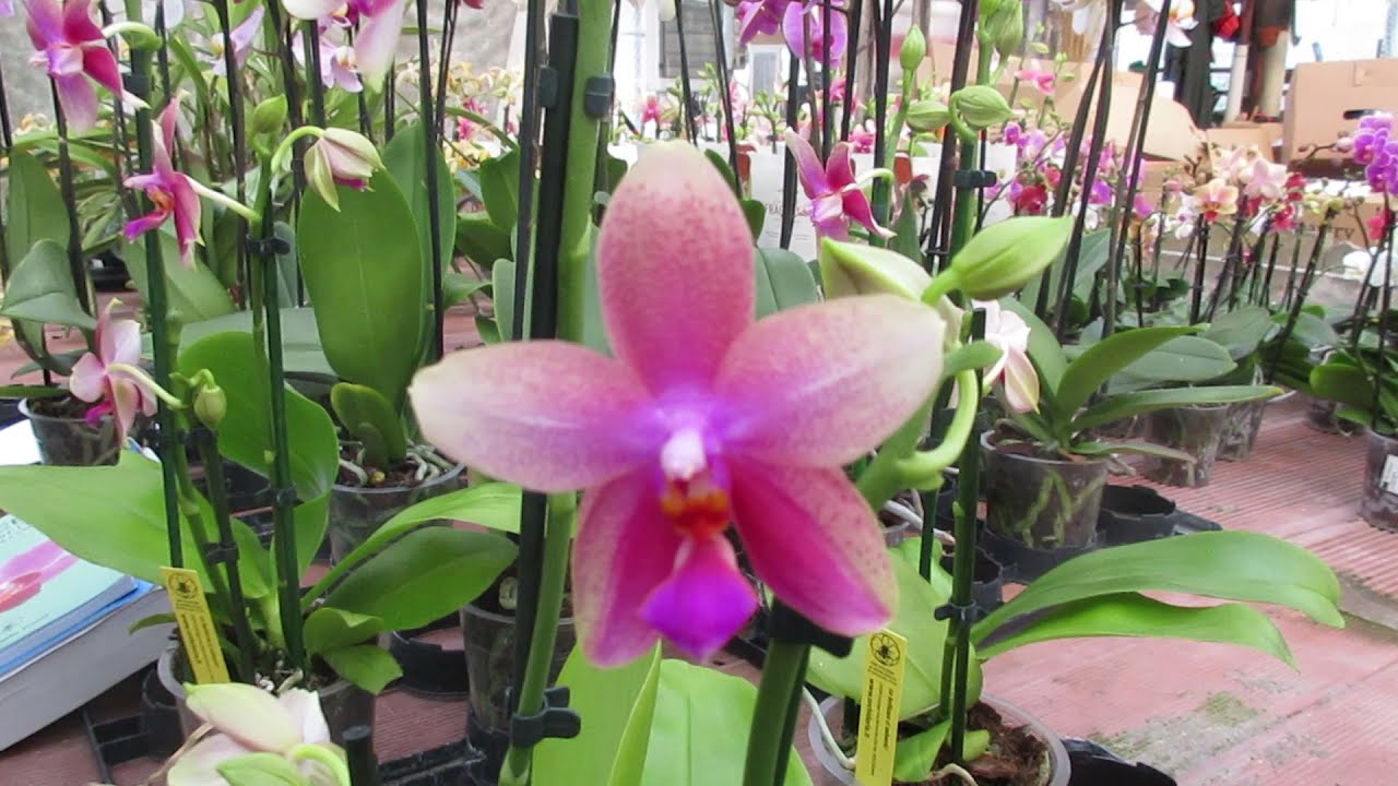Phalaenopsis Liodoro un'orchidea che non può mancare in una collezione