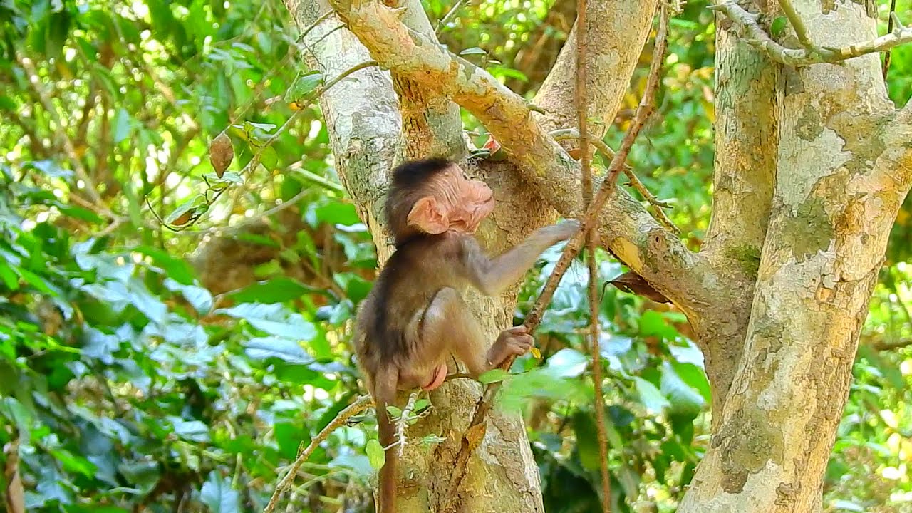 How hard of baby monkey life  learn how to survive in forest