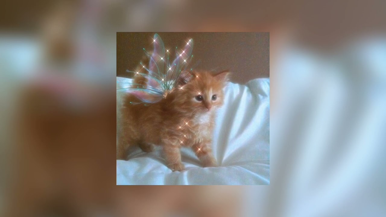 Александр Рыбак — котик(speed up)