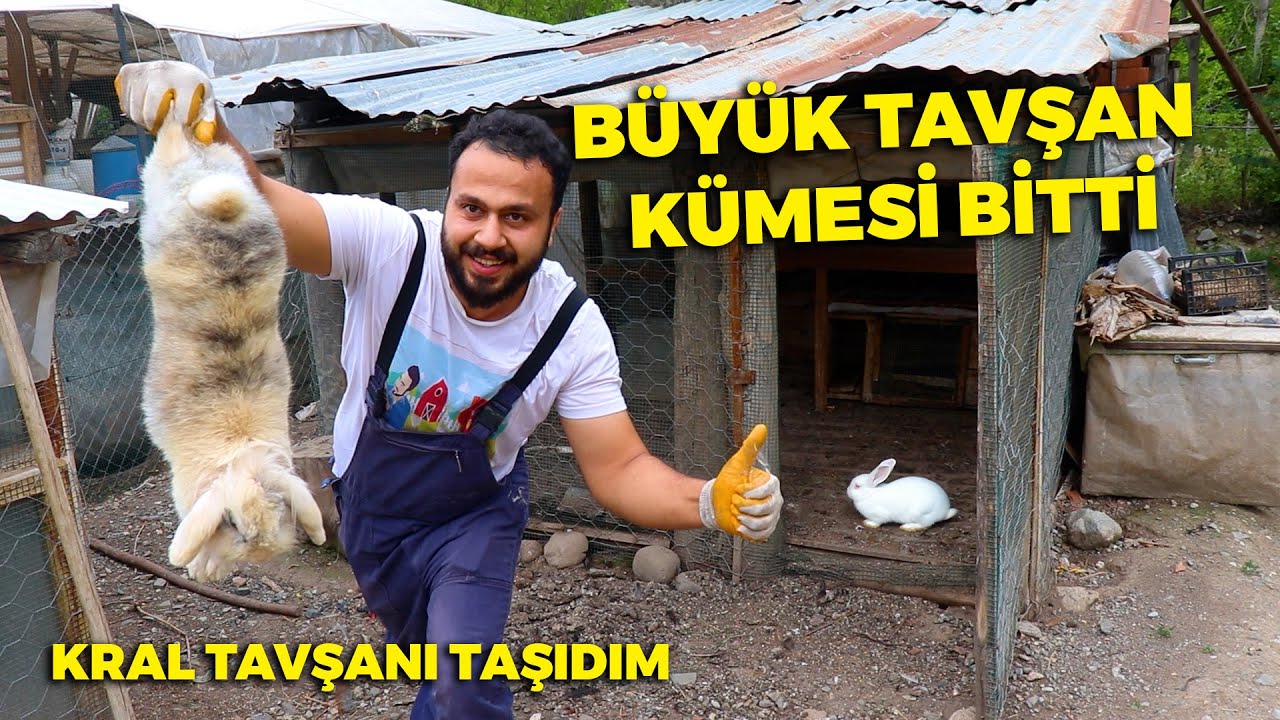FIRTINAYA YAKALANDIM ! - Erkek Tavşanı Zor Yakaladım - Büyük Tavşan Kümesi Bitti -Tavukları Yemledim