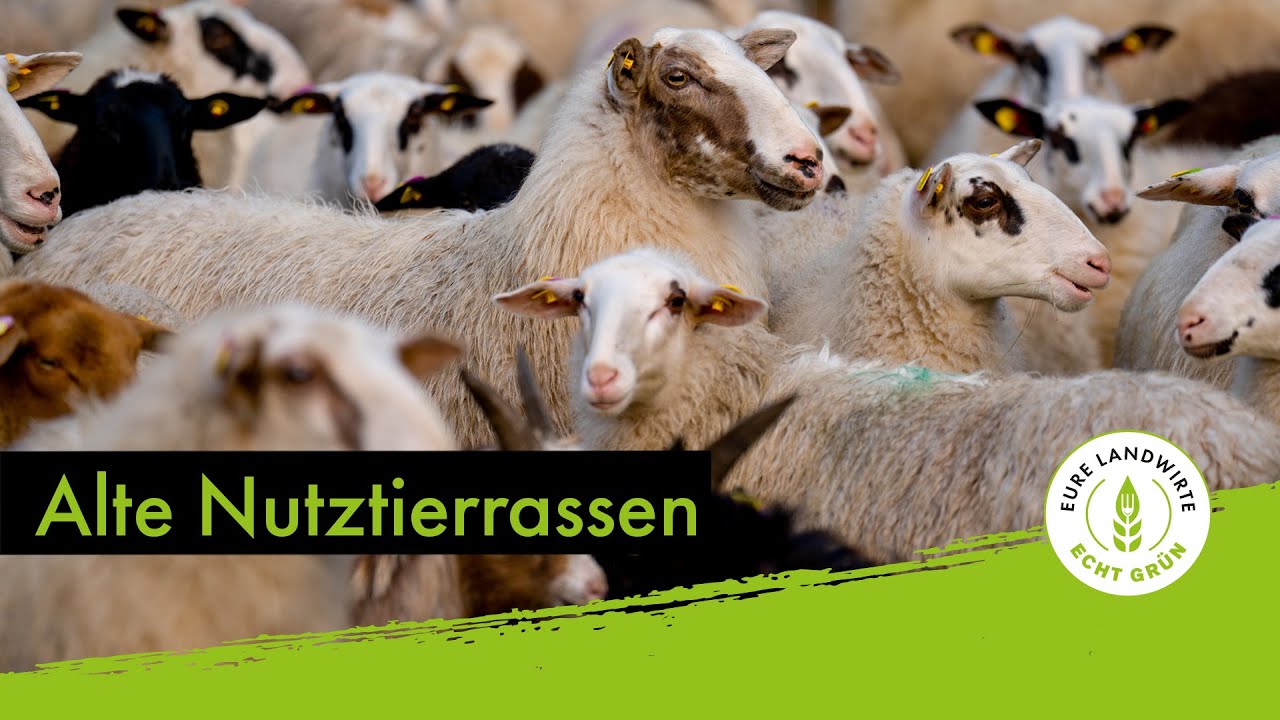 Alte Nutztierrassen in Niedersachsen (Part 1)