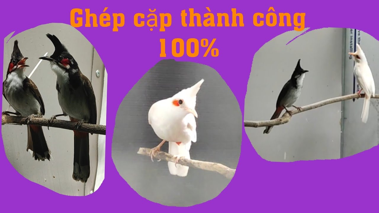 Cách ghép cặp chào mào thành công 100%