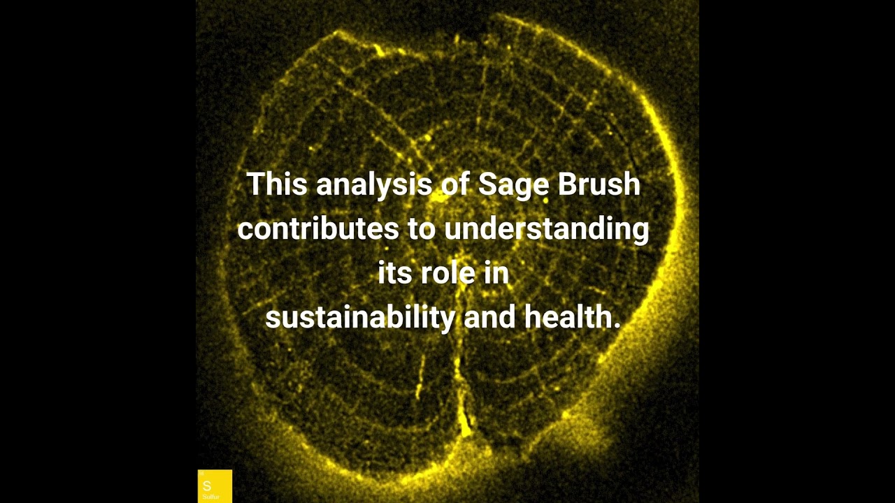 Analyzing Sage Brush Using MicroXRF A Deep Dive into Botanical Research