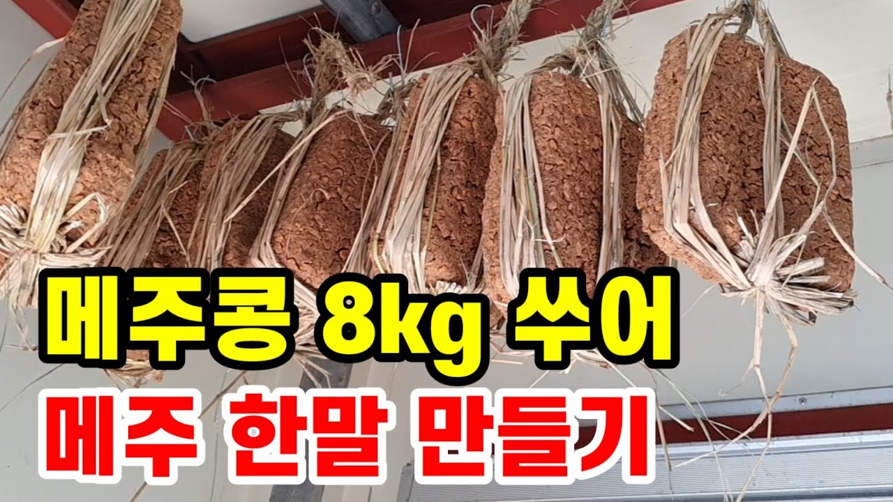 메주콩 한말 쑤어 메주 만드는 방법