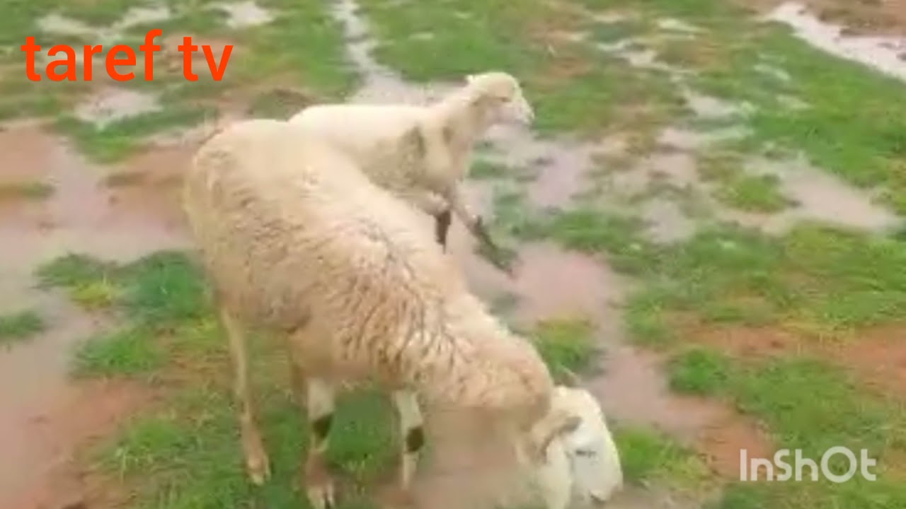 منظر جميل الغنم وهي ترعى في فصل غابت فيه االامطار