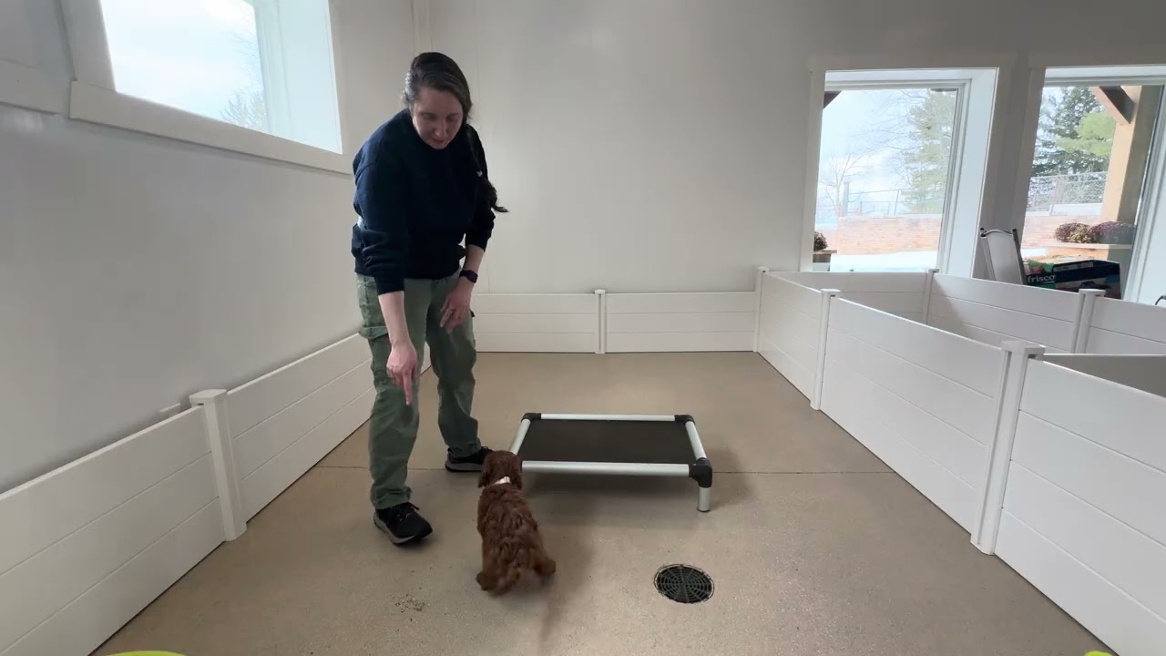 Emmett Training with Collar 02/12