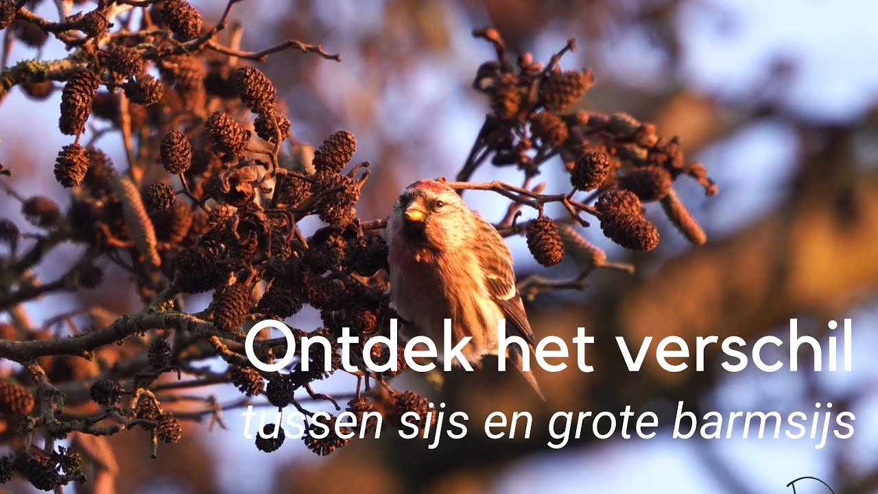 Ontdek het verschil tussen sijs en grote barmsijs in beeld en geluid #1181