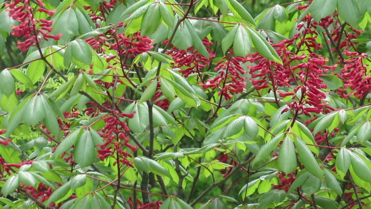 Adult male hummingbird on Aesculus pavia 