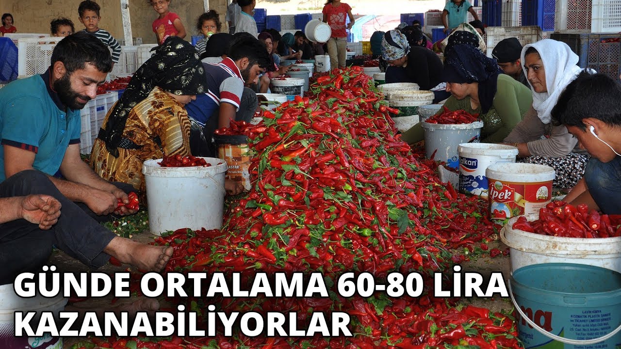Kırmızı biber 8 bin kişiye iş sağlıyor