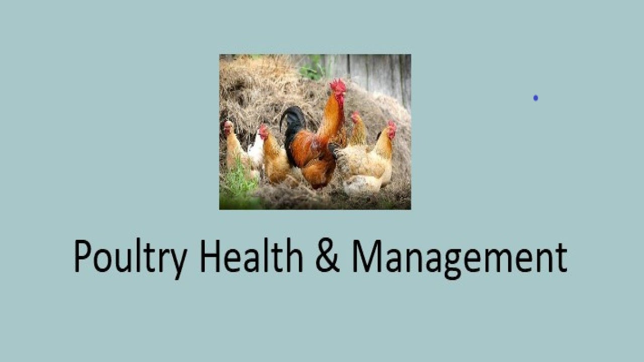 Poultry Health & Management