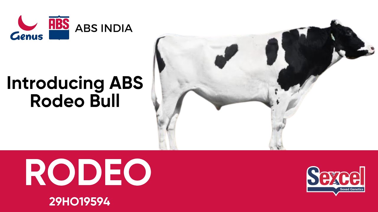 ABS Bull Rodeo 29HO19594 | Optimize Your Herd for Maximum Yield!