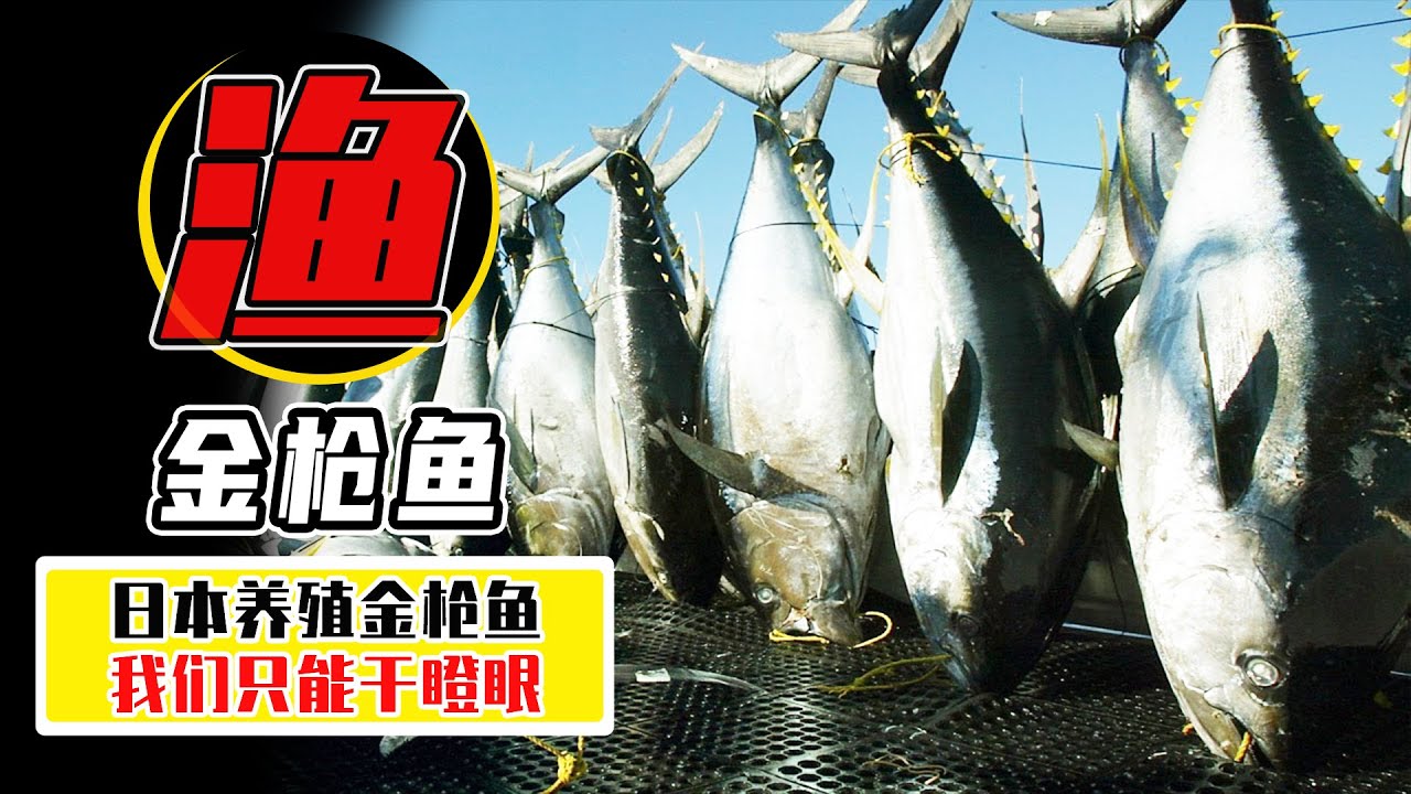 1條金槍魚=1800萬？ 日本可以養殖金槍魚，為什麼中國學不來？【小馬哥知識局】