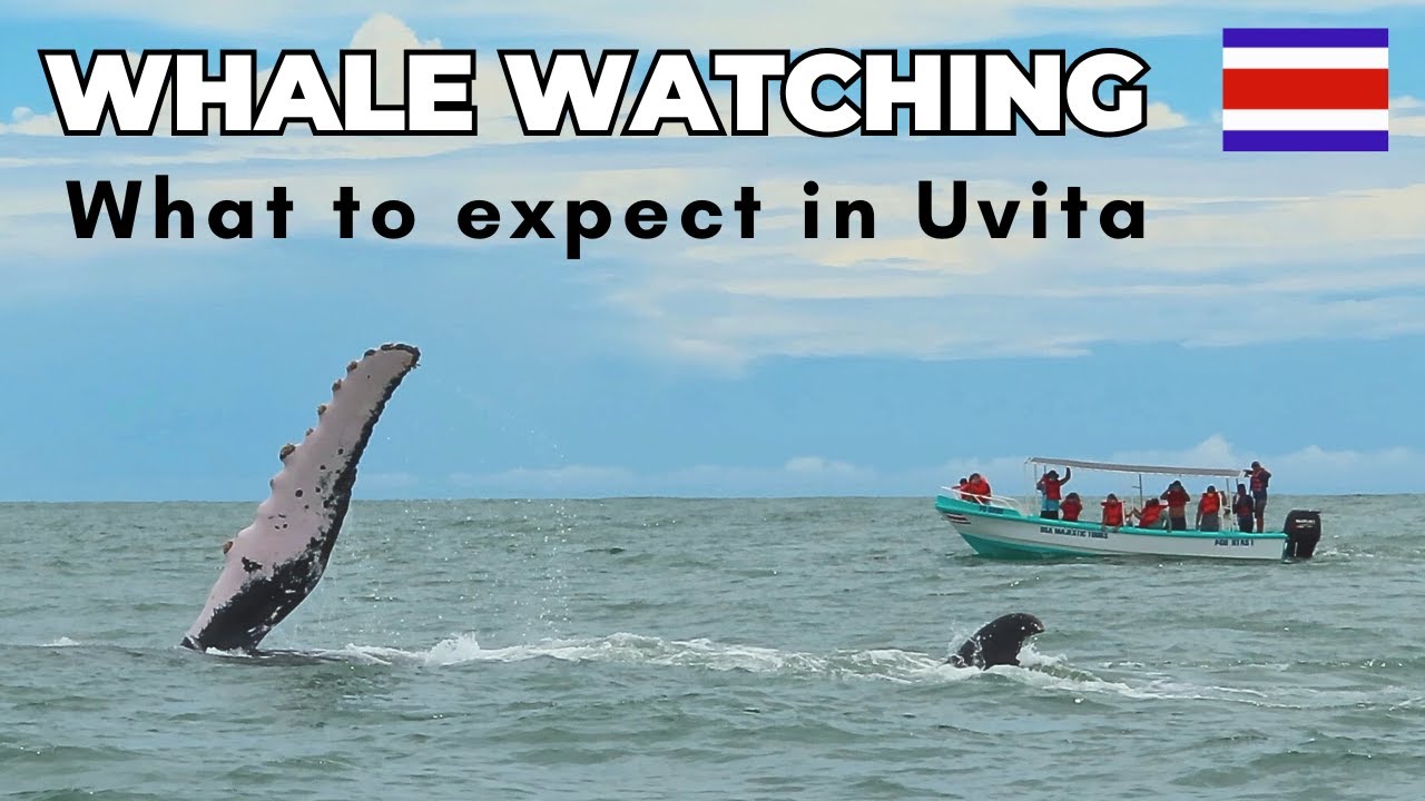 Whale Watching in Uvita, Costa Rica