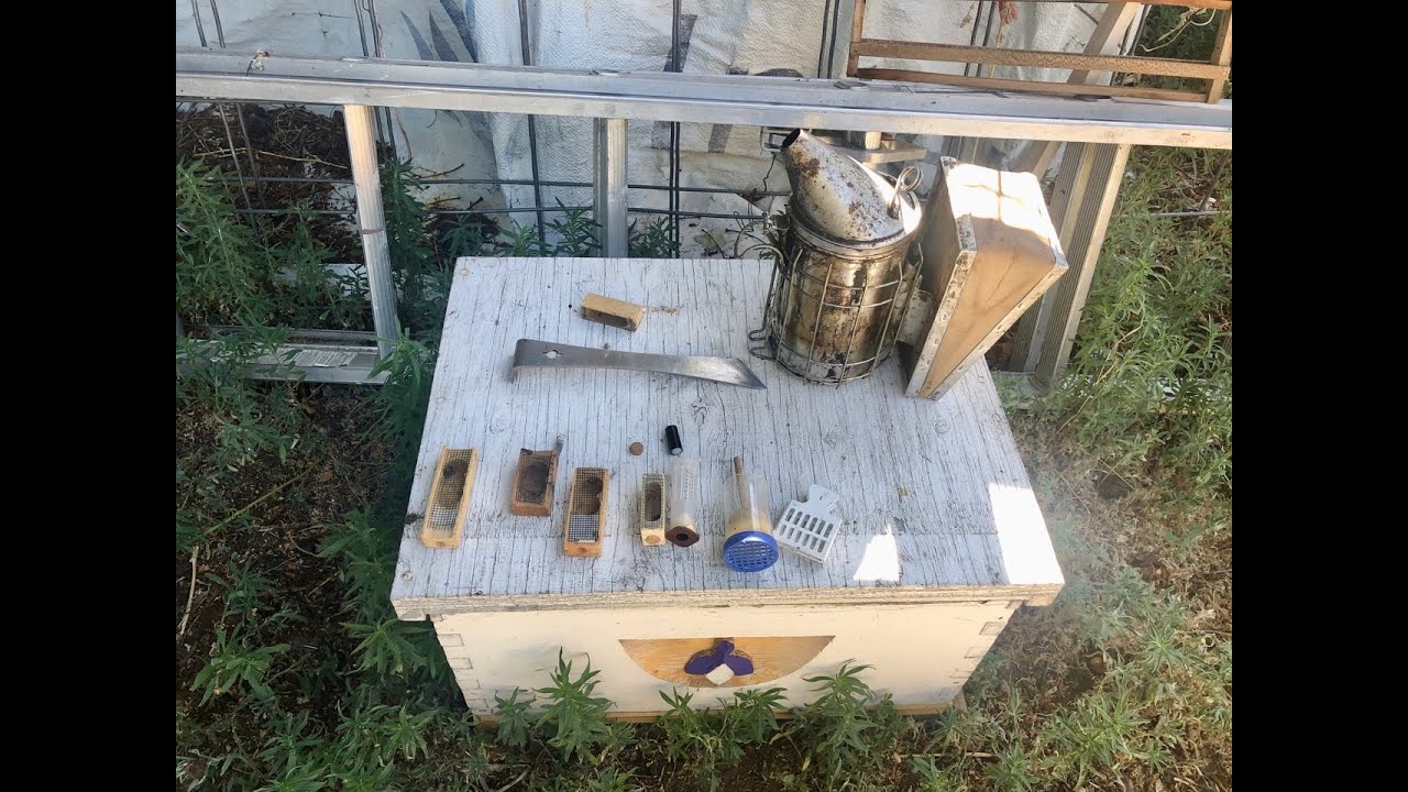 How to Put a Queen Bee Into a Queen Cage
