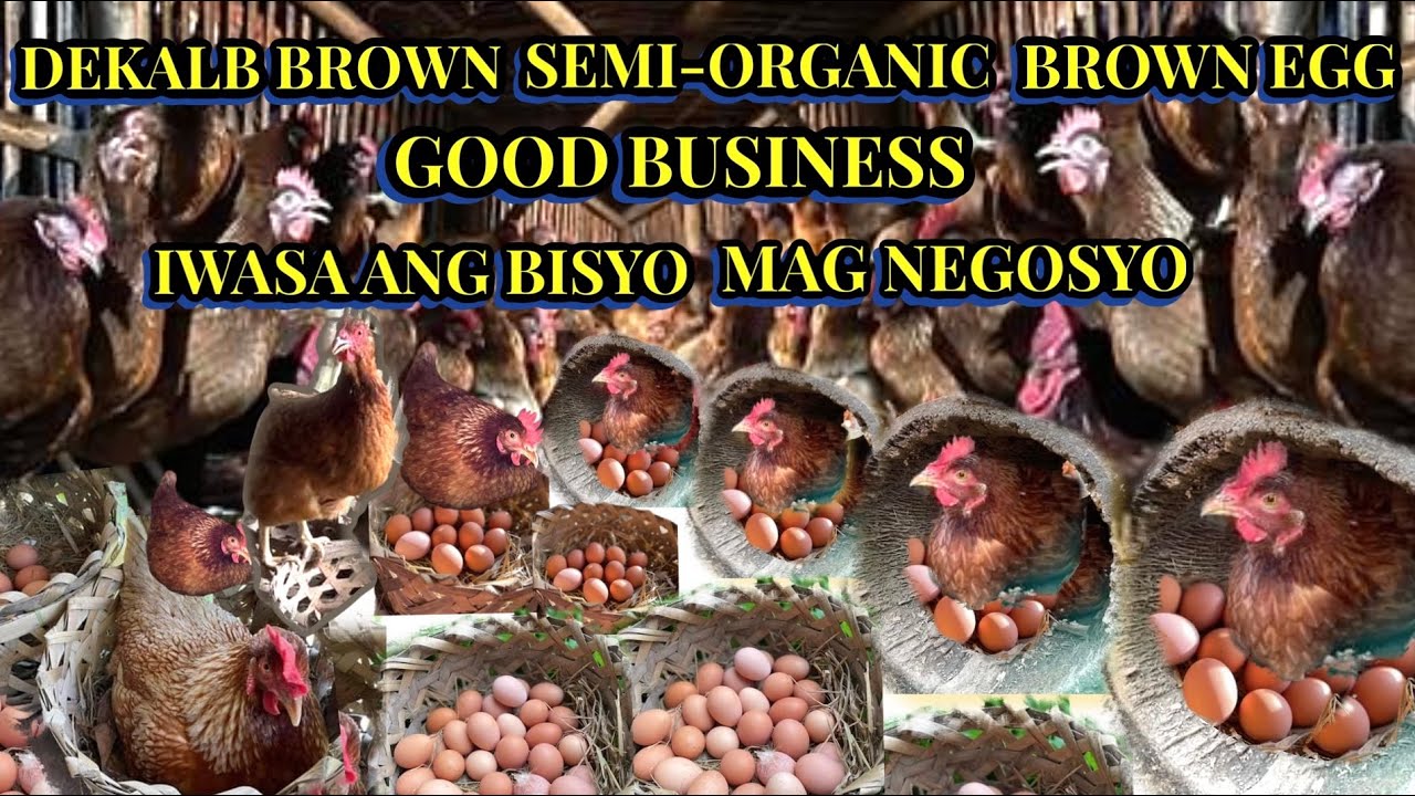 DEKALB BROWN SEMI-ORGANIC BROWN EGG || GOOD BUSINESS || IWASAN ANG BISYO MAG NEGOSYO PARA UMASENSO