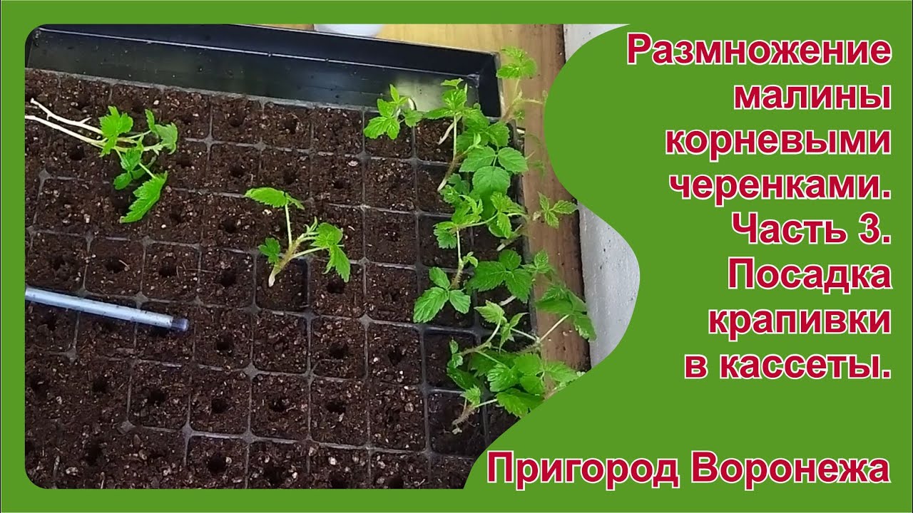 Укоренение крапивки малины. Часть 3. Посадка крапивки в кассеты.  Пригород Воронежа.