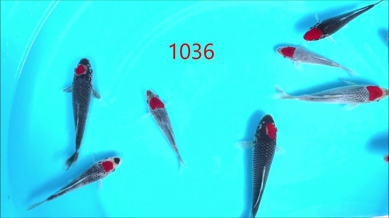 KOI FOR SALE | Neuimporte 2022 | 1036 Kawakami 03 | Koiimport 2022 | Kawakami TOSAI