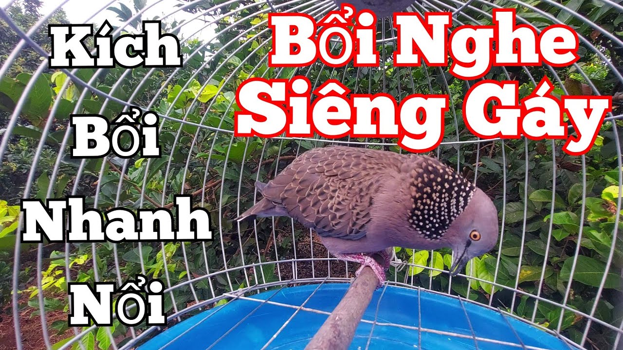 Chim cu gáy kích bổi / Cu gáy mồi đồng kích mồi luyện bổi nhanh nổi siêng gáy  