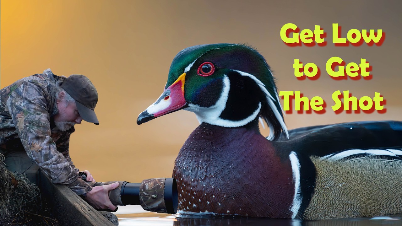 Фотосессия с утками-мандаринками в пруду: захватывающие кадры.