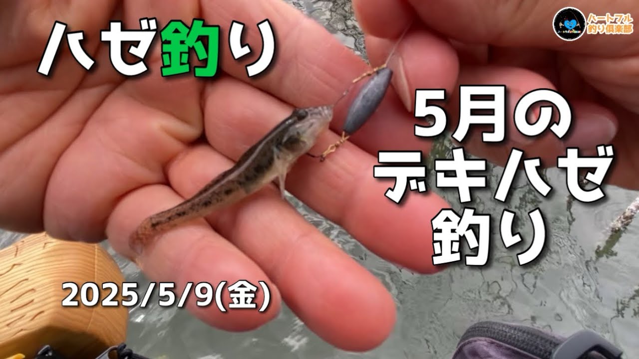 【ハゼ釣り】5月のデキハゼ釣り 2025年5月9日