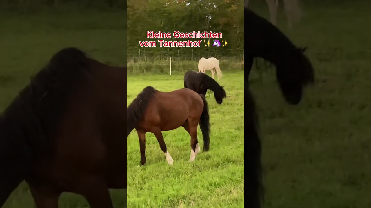 Das magische 🦄Abenteuer auf dem Tannenhof✨🧚‍♀️✨