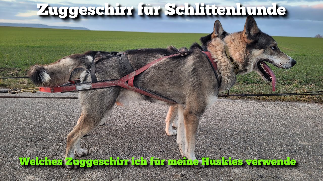 Zuggeschirr für Schlittenhunde - Dieses Zuggeschirr verwende ich für meine Huskies / Hund