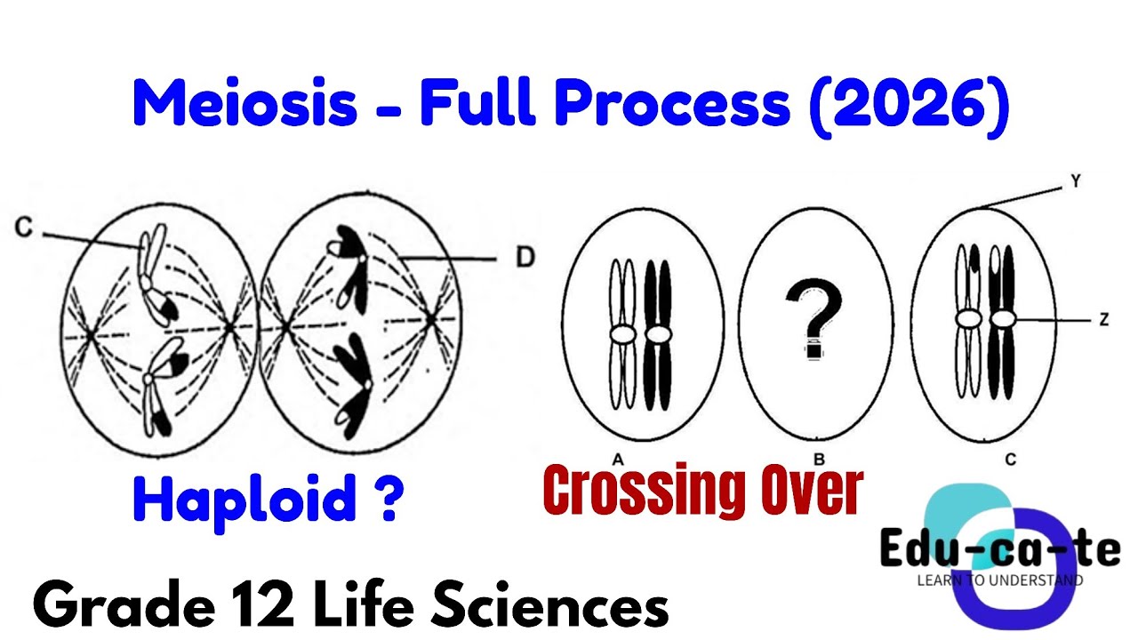 Meiosis (all phases) - Grade 12 Life Sciences