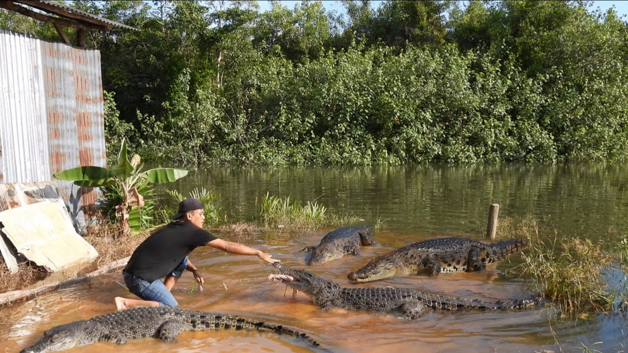 Bermain dengan puluhan buaya liar yang selalu datang di undang
