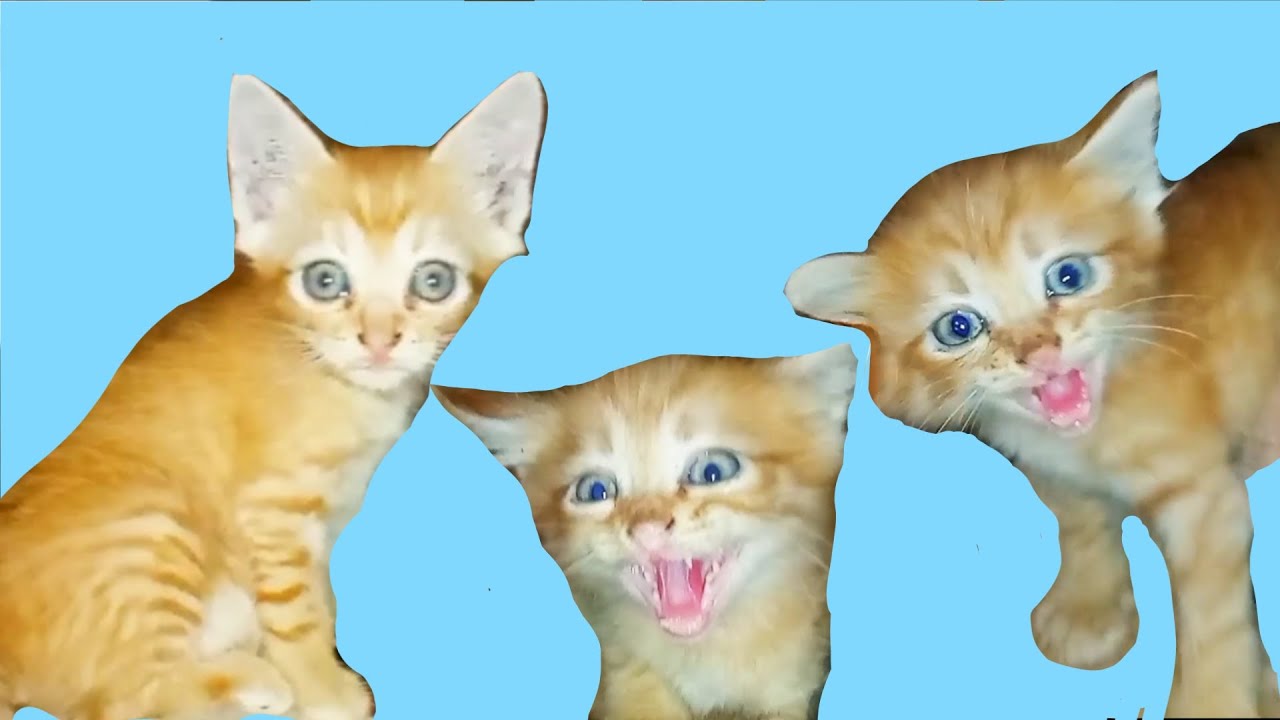 Nemu anak kucing oyen lucu di gudang 