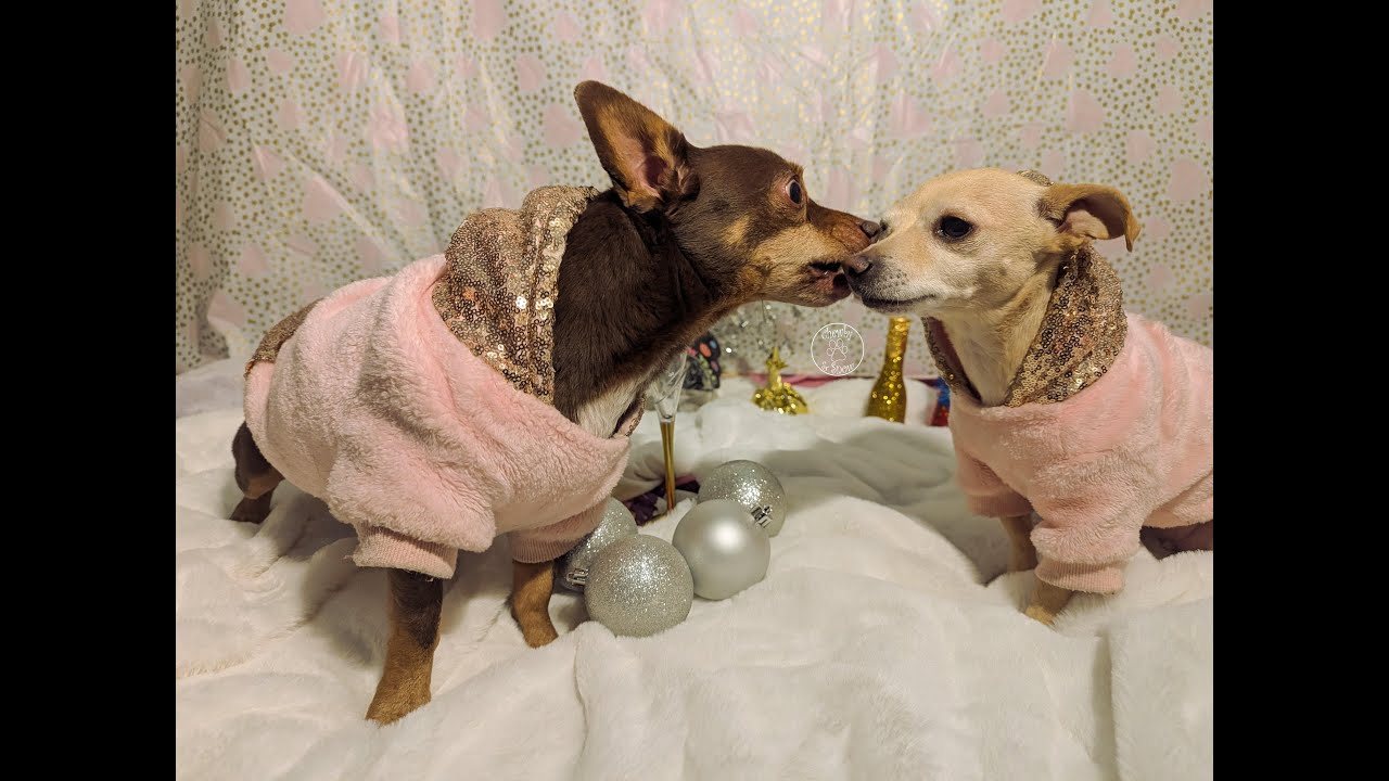Celebrating New Year's At Lake Arrowhead Village! | Ep 191 | Chewby & Snow White 😎🥰😁😆#2026 #dogs