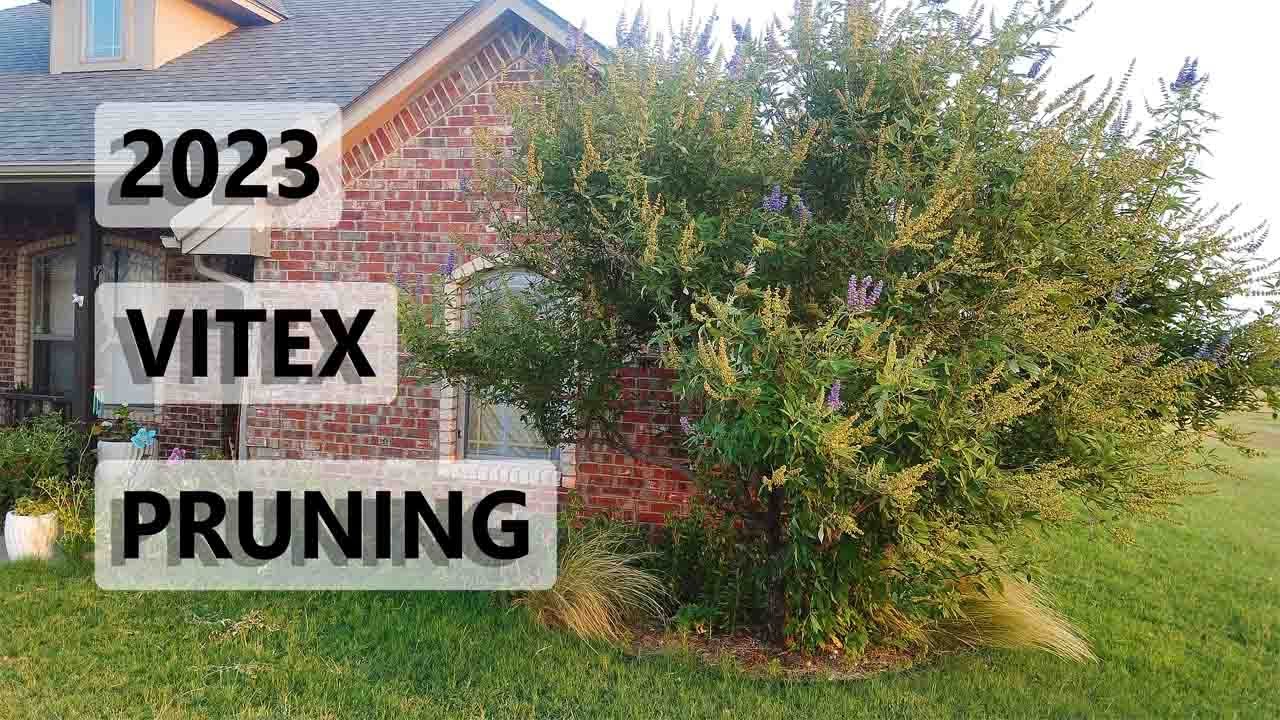 2023 Vitex Tree Pruning
