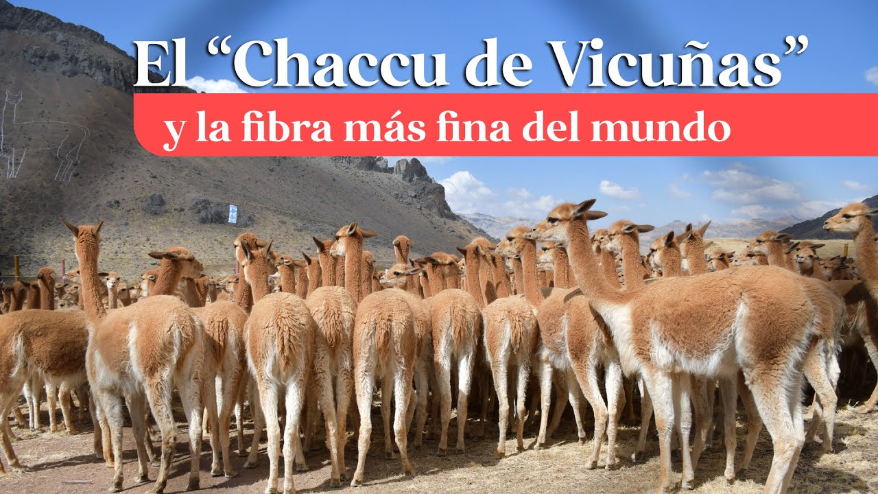 El Chaccu de Vicuñas y la fibra más fina del mundo | ¿Tradición?| ¿Maltrato animal? | ¿Turismo?