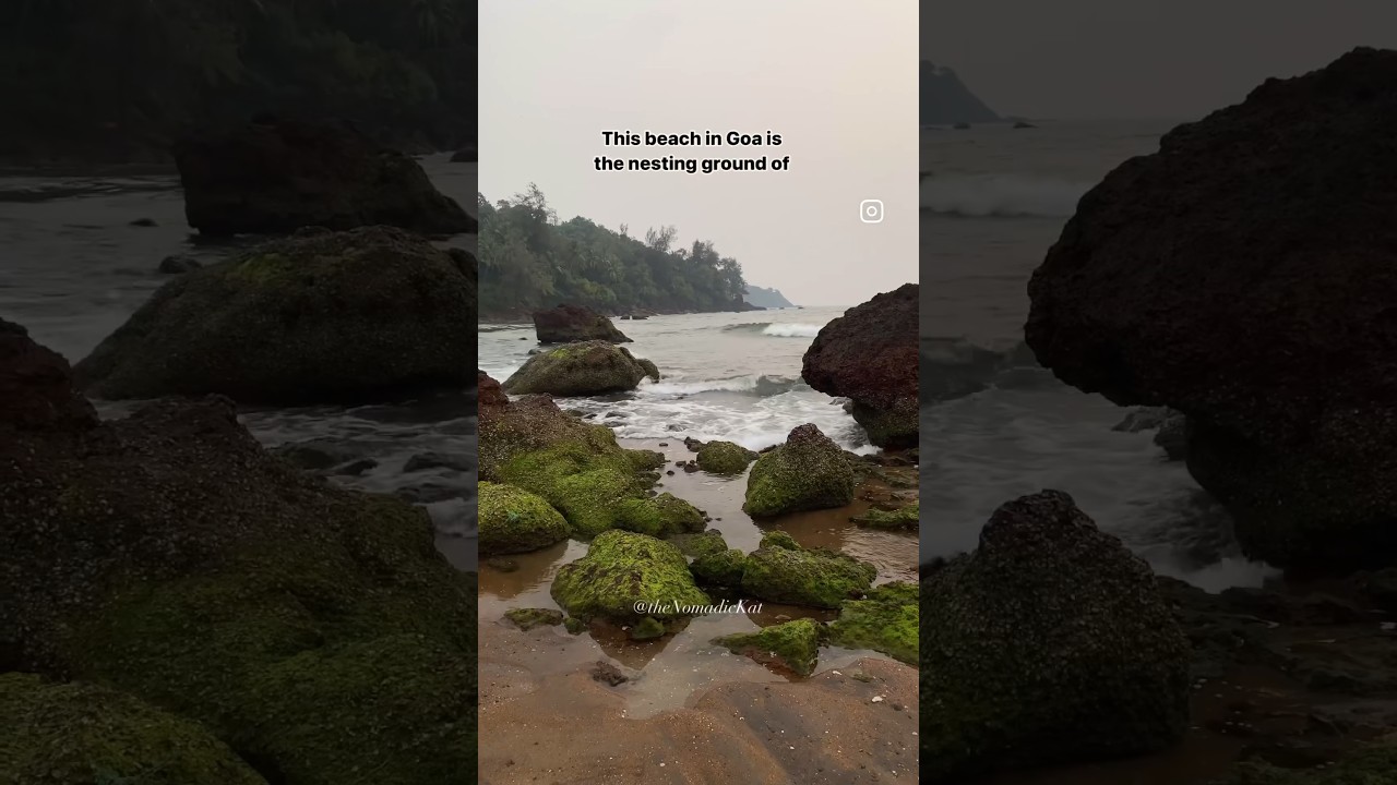 Turtle Nesting Beach in Goa 🐢 #tortoise #turtle #beachlife #goa #southgoa #goabeach #galgibaga