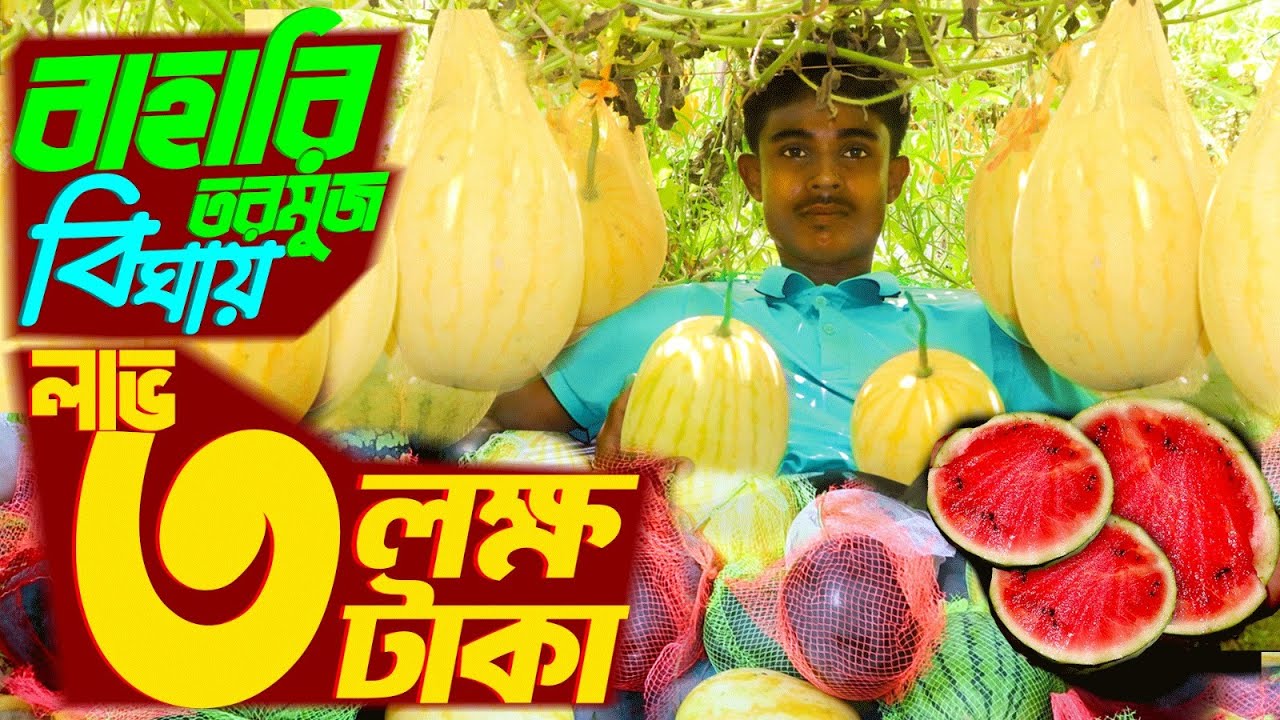 বাহারি রঙের তরমুজ চাষে বিঘাতে লাভ ৩ লক্ষ টাকা | বারোমাসি তরমুজ চাষ পদ্ধতি | Watermelon Cultivation