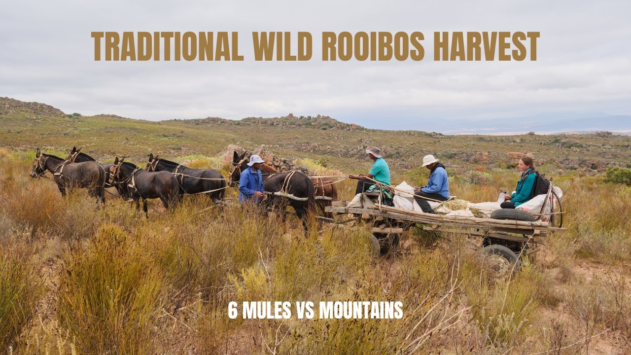 The Only Place on Earth it Grows: Harvesting Wild Rooibos Traditionally by Mule Cart