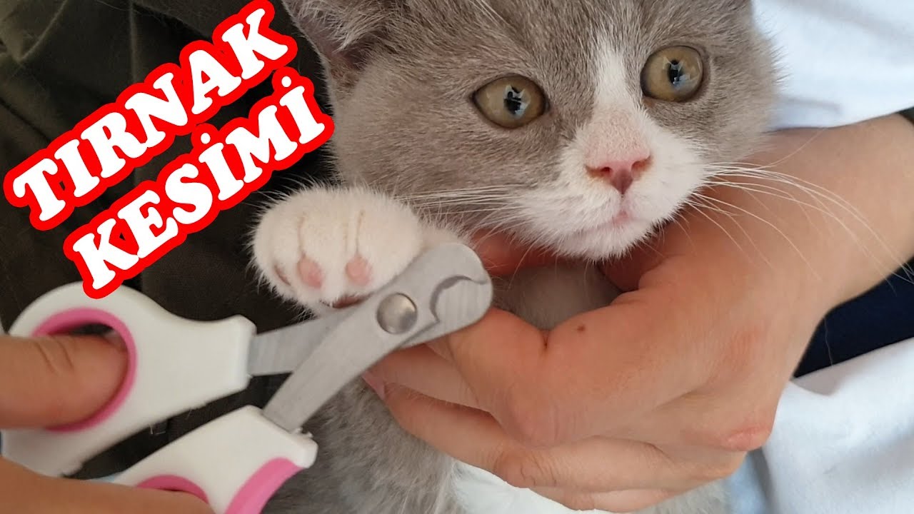 KEDİLERİMİZİN TIRNAKLARINI KESTİK ! MİLA İSYANLARDA