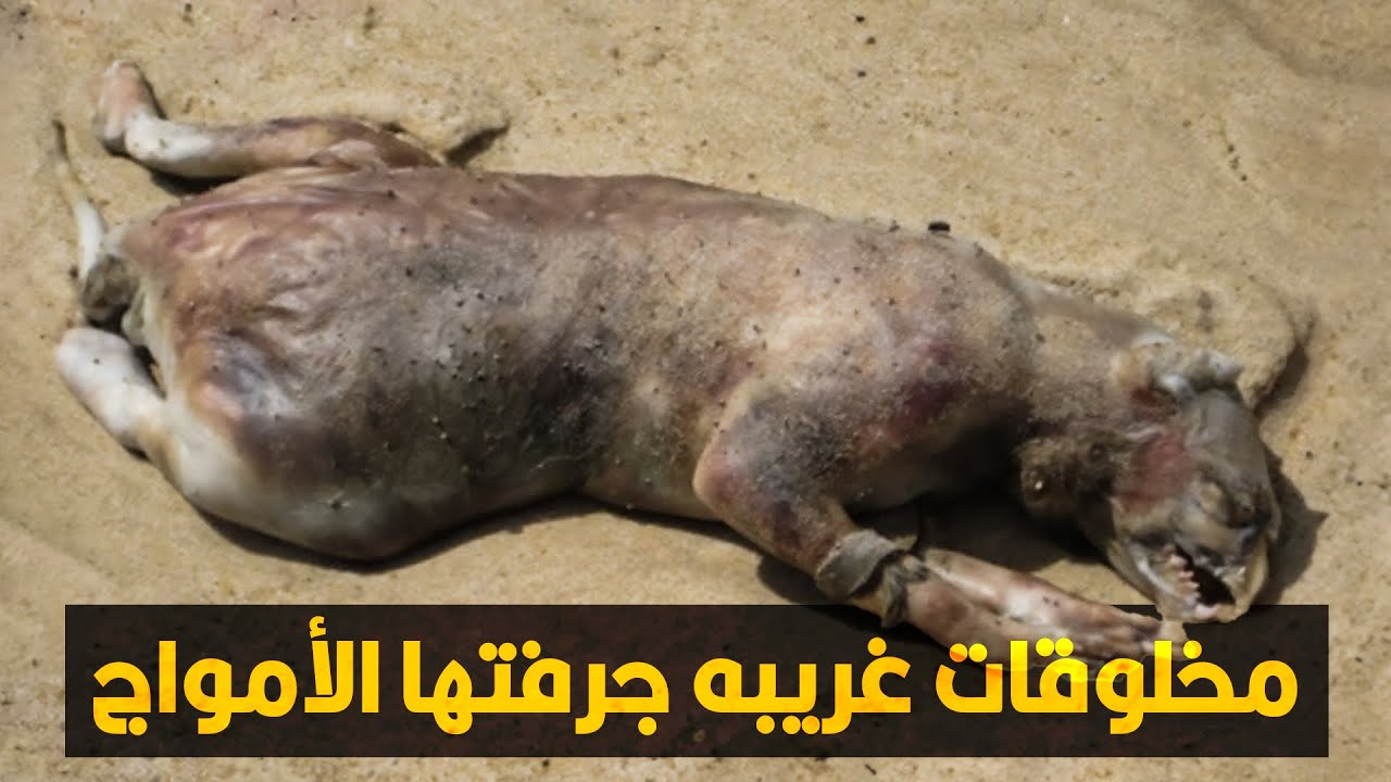 مخلوقات غريبه جرفتها الأمواج