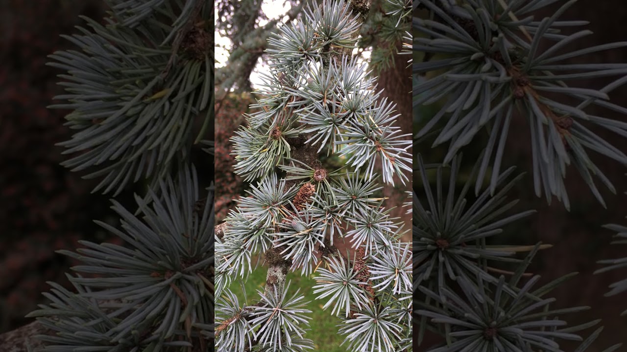 Blue Atlas cedar - leaves & twigs - October 2019