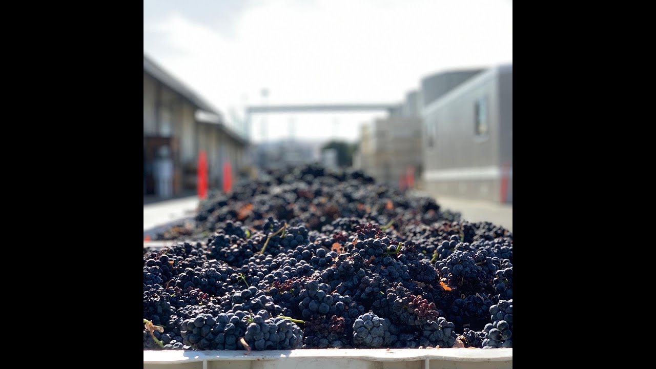 Harvest Update with Aly & Niki