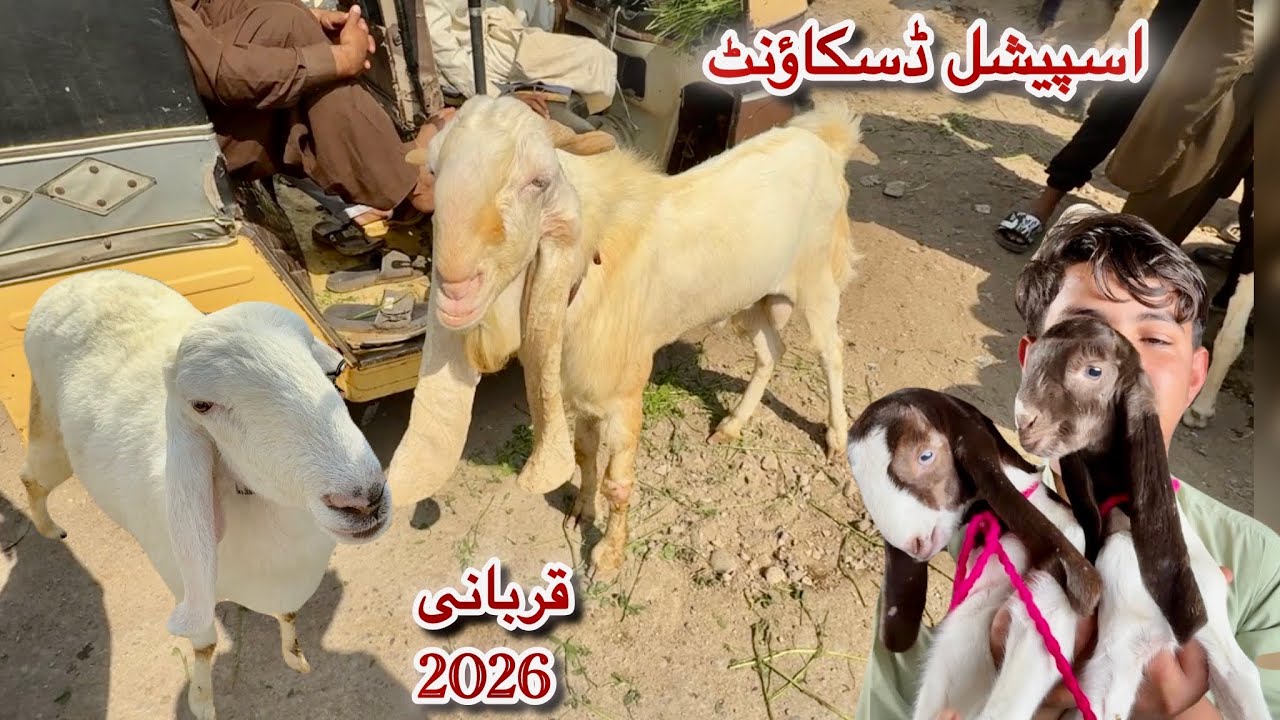 Karachi Bakra Mandi Lalukhet Latest Rates Update 15 Feb 2026 || Qurbani Season 2026 