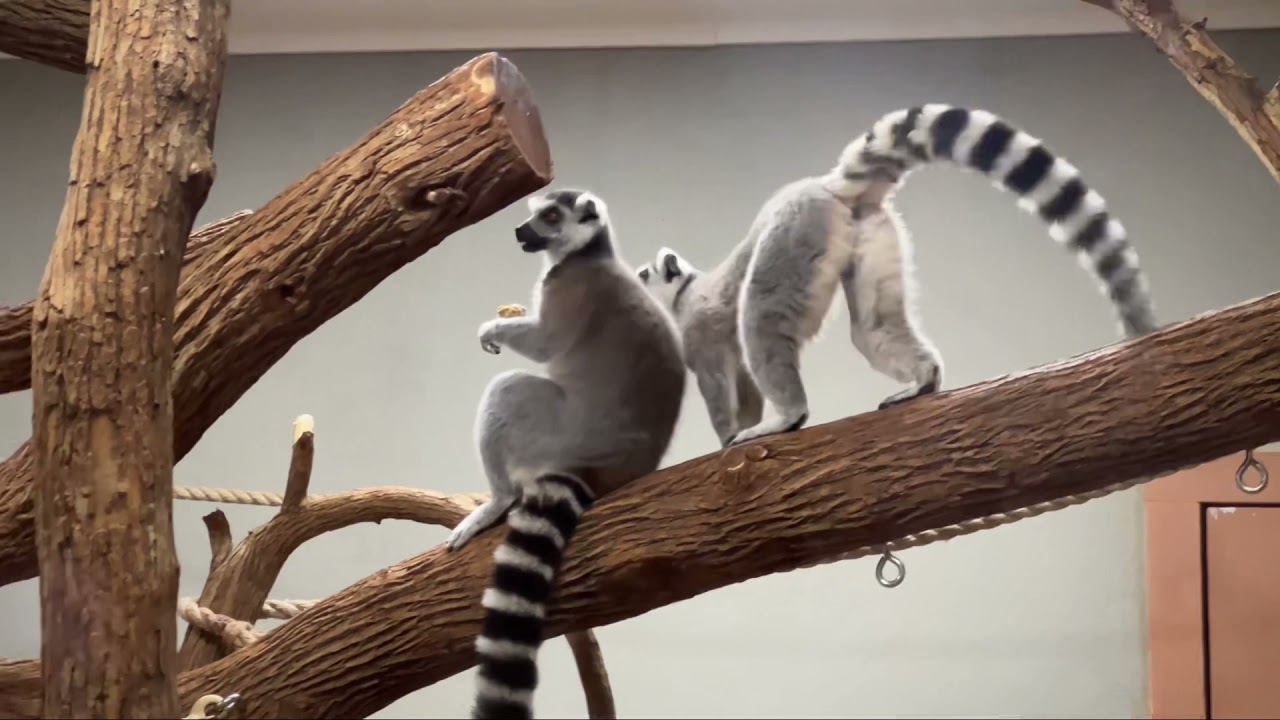 Ararat Ridge Zoo at Ark Encounter