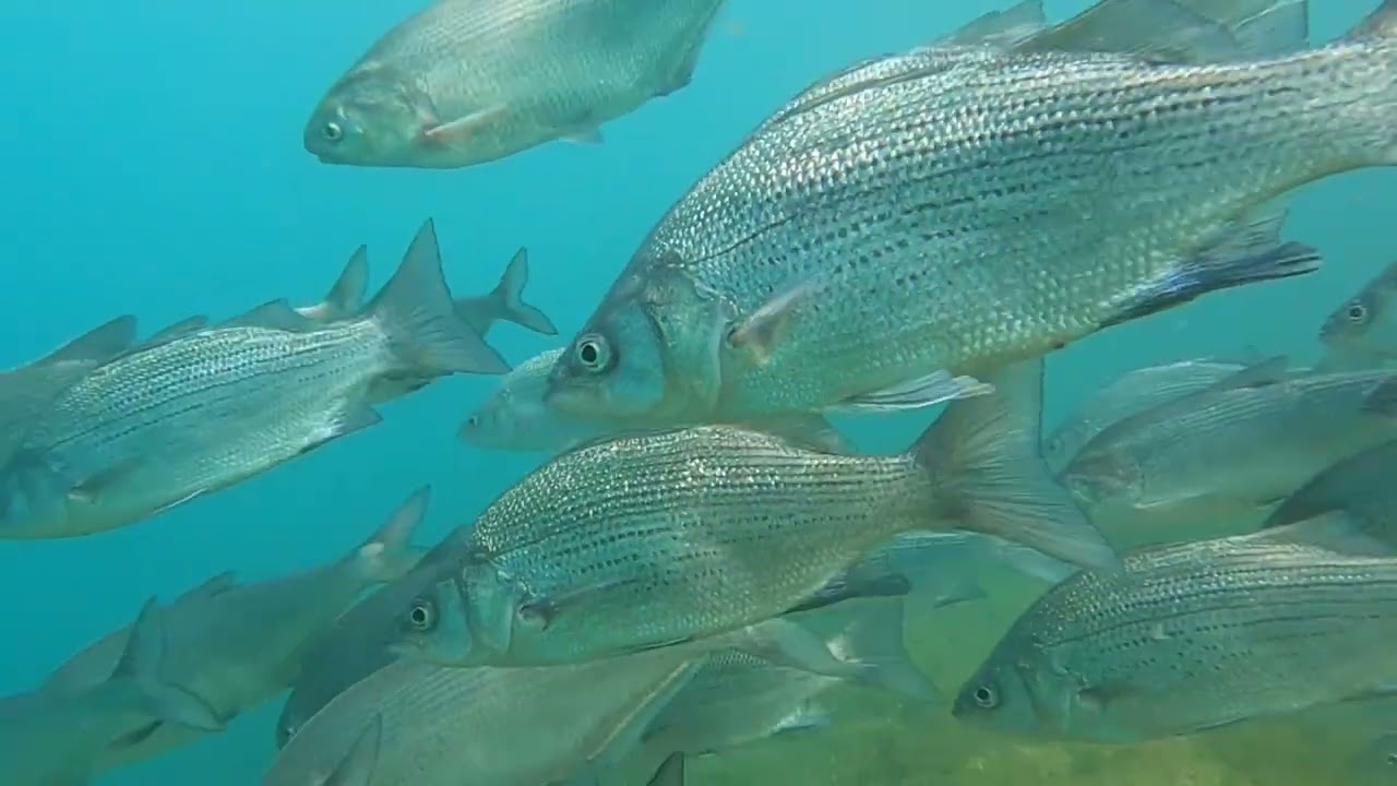St Clair River Diving Highlights
