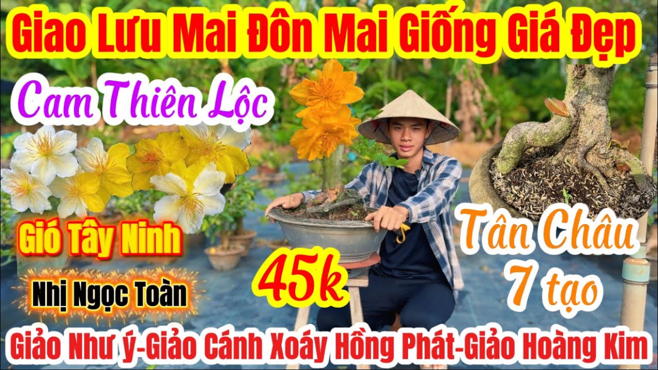 19/03☎️ 0363048420 ☎️🌴mai vàng giá rẻ 45k🌴15 mã số-cam Thiên Lộc-cánh Xoáy Hồng phát-gió Tây ninh