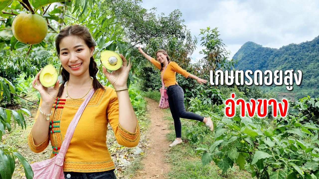 ขับรถไต่เขาขึ้นสวนชาวบ้านปลูกผลไม้หลายอย่างตามฤดูกาลวิถีบ้านหลวงอ่างขาง #เดินทางตามลมสายฝน84