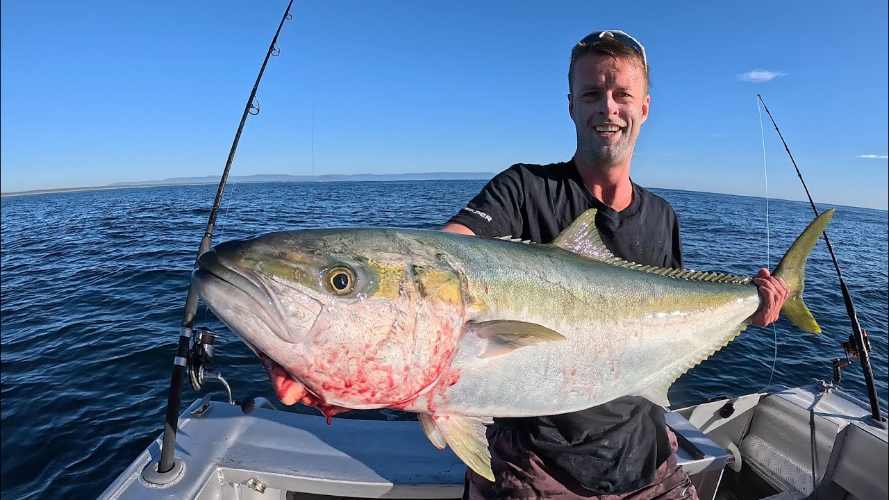 Sydney kingfish mayhem
