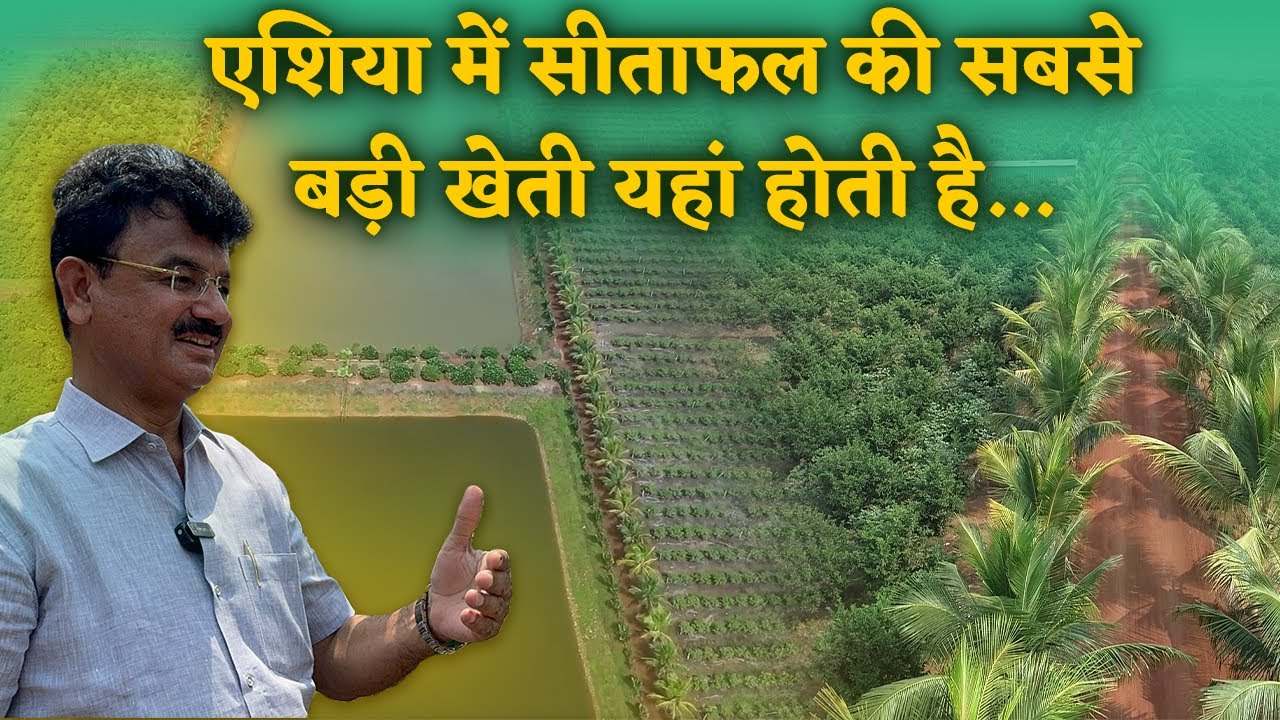 सबसे बड़ा फॉर्म हाउस| फल उगाकर बन गया करोड़पति किसान| आप भी देखिए इस फॉर्म हाउस को| Yashwant Sahu |