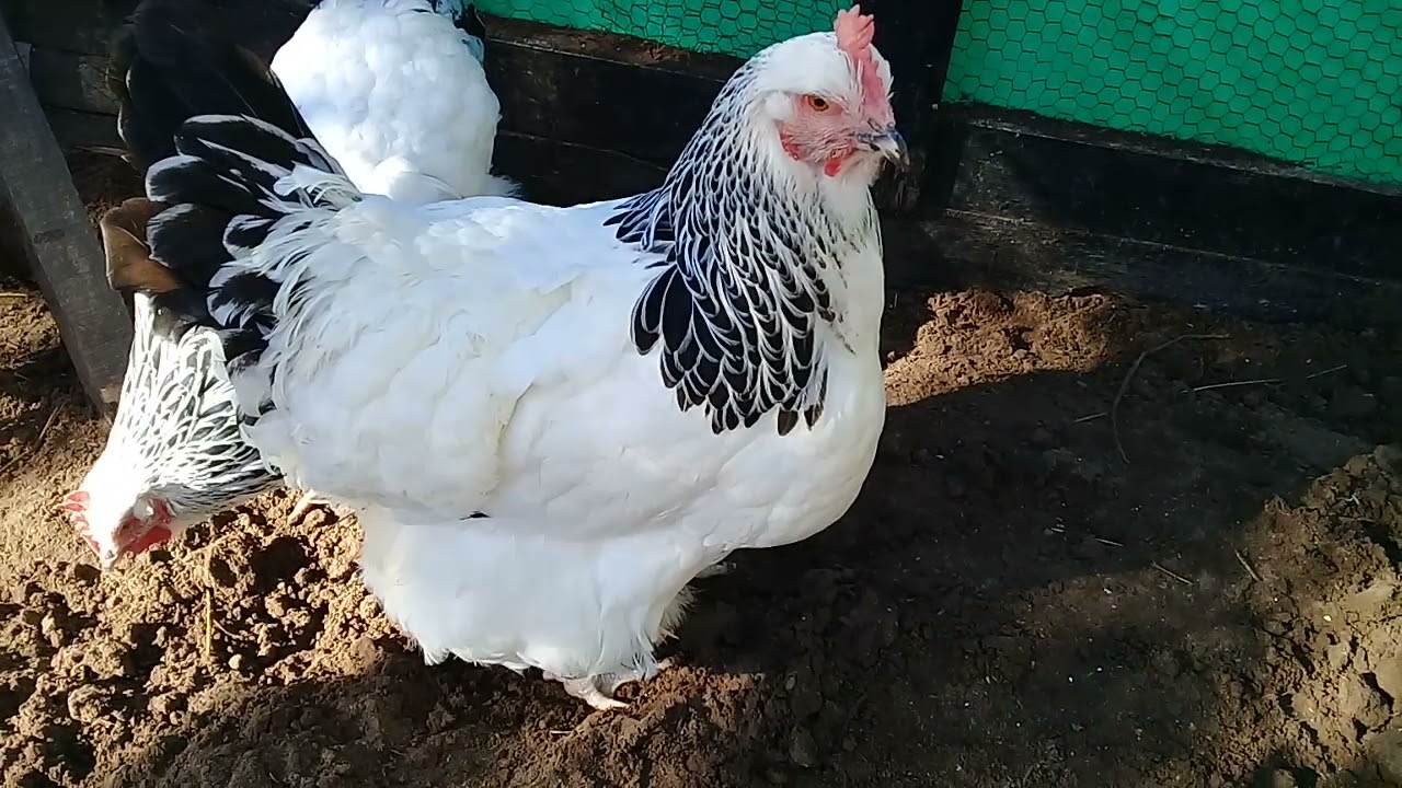 gallinas sussex nuevo reproductor.